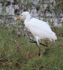 Ardea intermedia brachyrhyncha