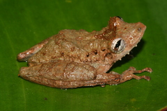 Joly's Snouted Treefrog photo 2