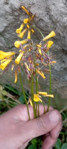 Foto de Trevo-amarelo