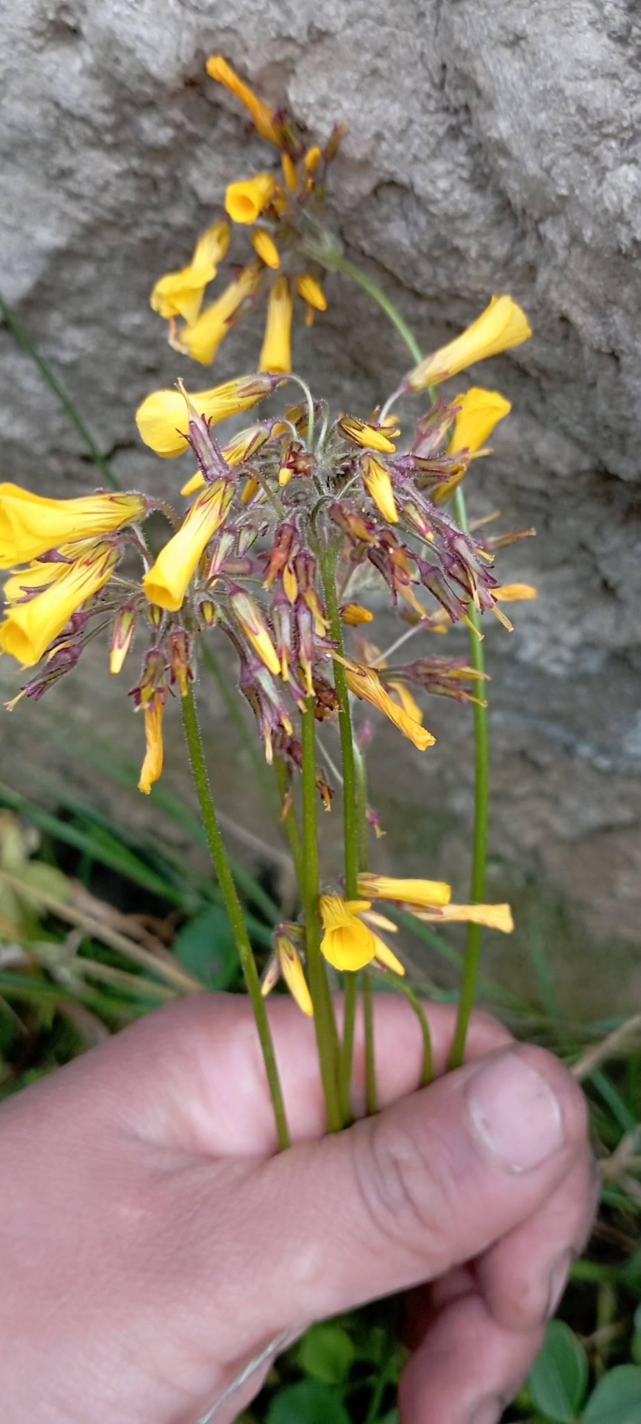 Imagem de Trevo-amarelo