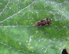Dichomeris ochripalpella