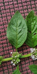 Mentha arvensis