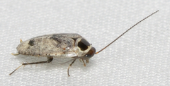 Plectoptera picta