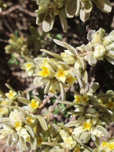 Image of Silvery Spurge Flax by (c) connyklein, some rights reserved (CC BY)