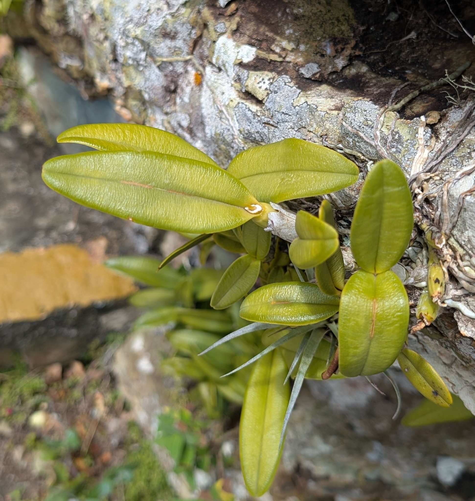 Imagem de Orquídea Chuva de Ouro