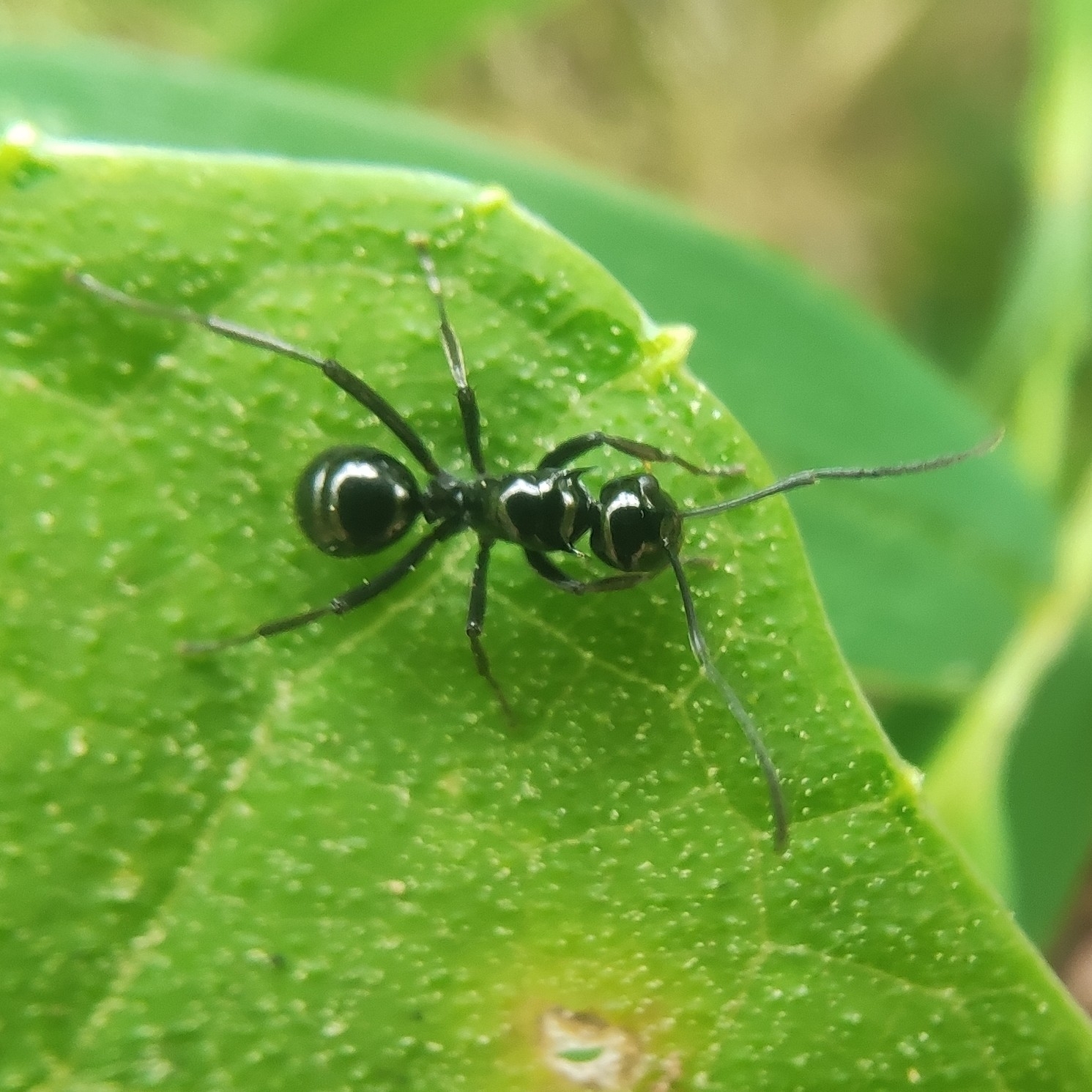 Polyrhachis cybele