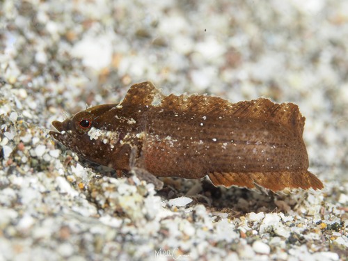 Paraclinus nigripinnis observed 2025-03-20