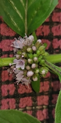 Mentha arvensis