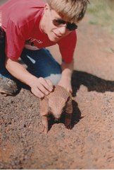 Euphractus sexcinctus