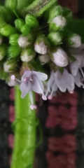 Mentha arvensis