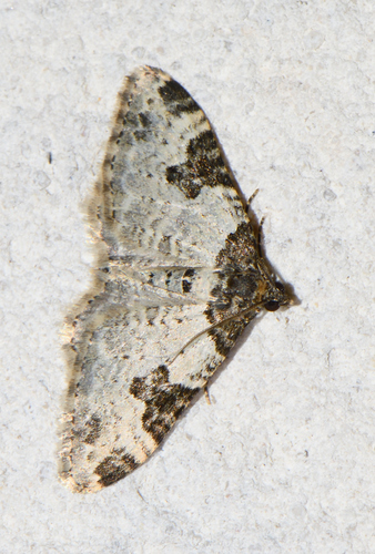 Xanthorhoe fluctuata