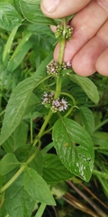 Mentha arvensis