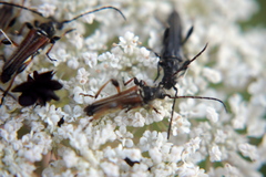 Stenopterus ater
