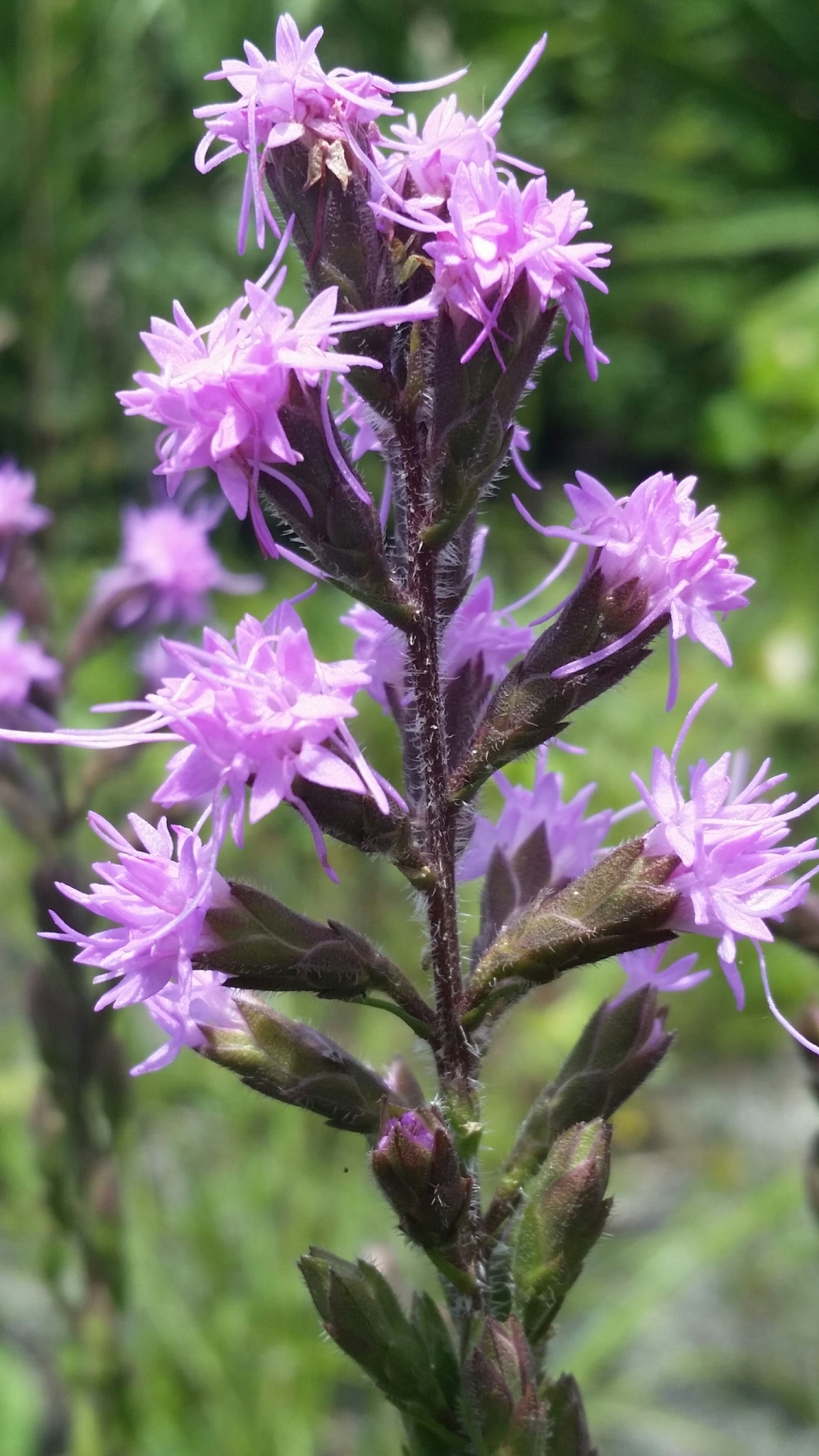 Liatris garberi