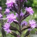 Liatris garberi - Photo (c) Jay Horn, algunos derechos reservados (CC BY), subido por Jay Horn