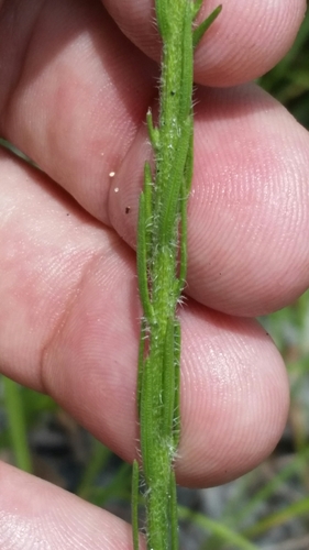 Image of Liatris garberi by (c) Jay Horn, some rights reserved (CC BY)