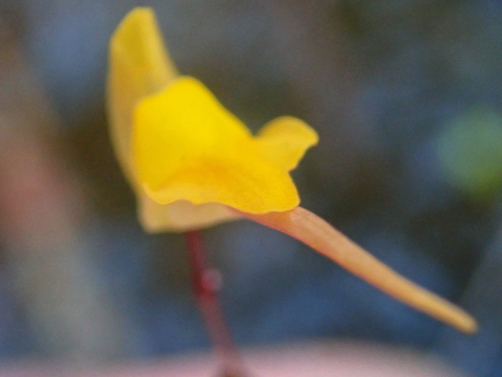 Utricularia nigrescens Sylvén 2