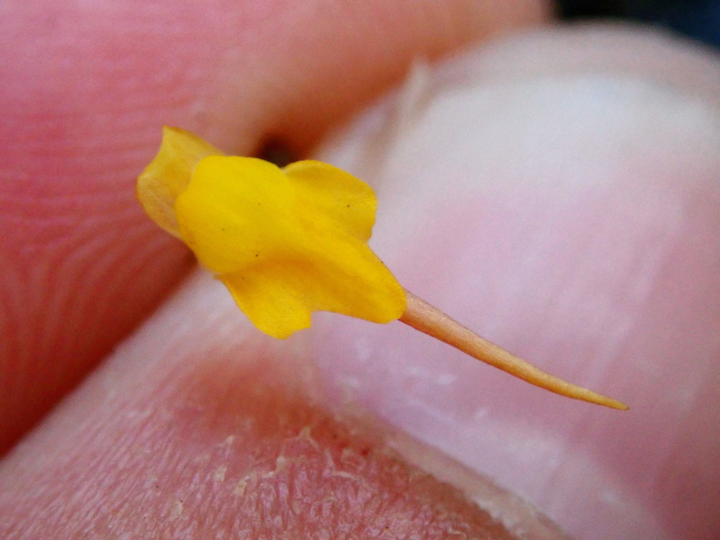 Utricularia nigrescens Sylvén