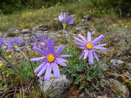 Alpine Aster