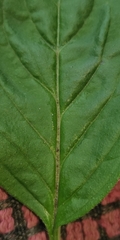 Mentha arvensis