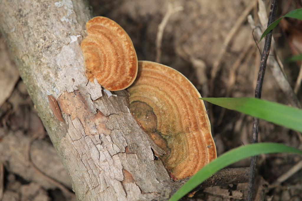 Trametes polyzona · February 2017 · photo: © thevargases (iNaturalist, cc-by-nc-sa)