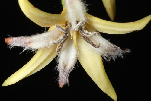 Rhizophora mangle