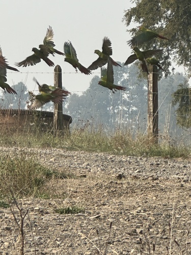 Slender-billed Parakeet (Enicognathus leptorhynchus), photo 3