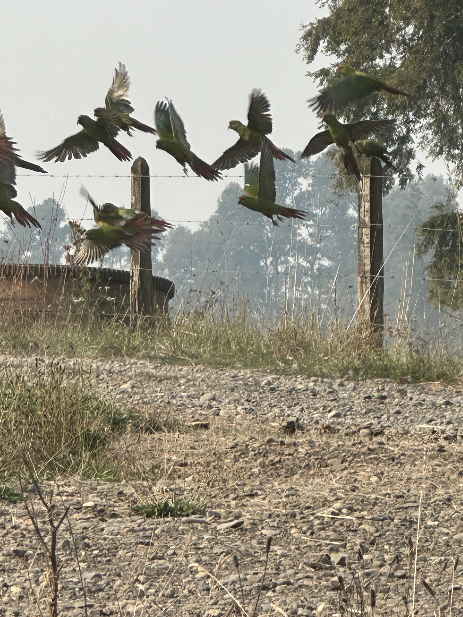 Slender-billed Parakeet (Enicognathus leptorhynchus), photo 4