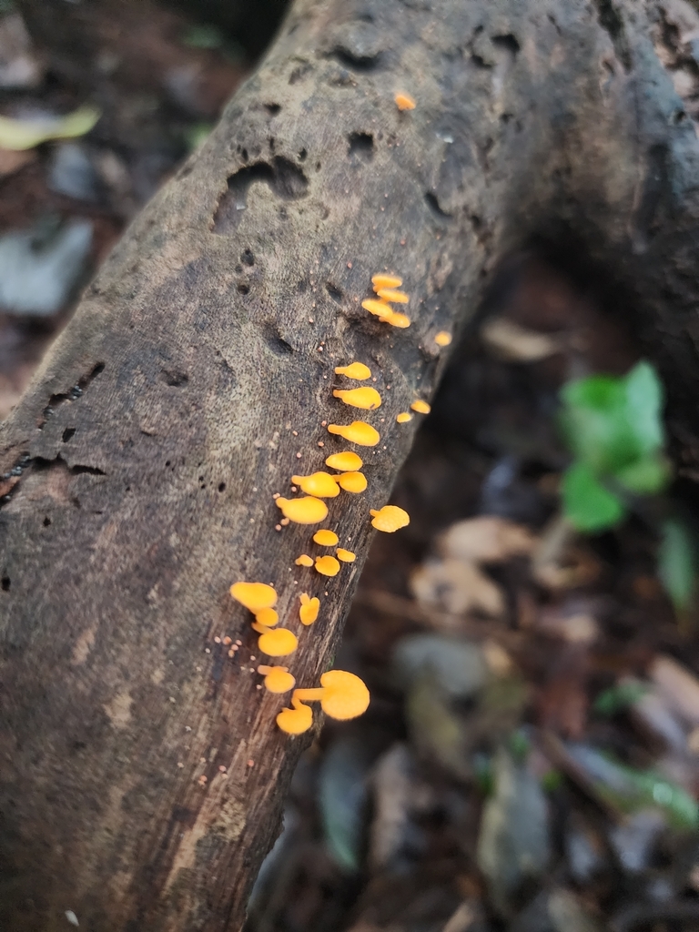 Favolaschia claudopus · March 2025 · photo: © rotceh_dnih (iNaturalist, cc-by)