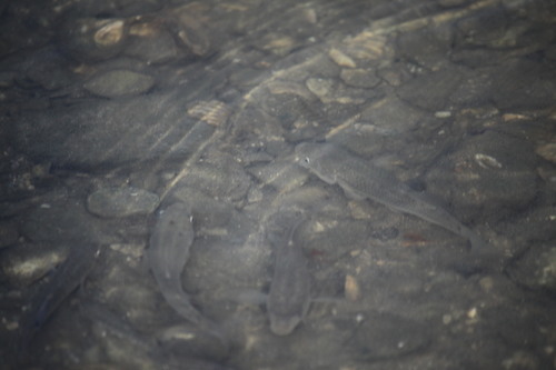 Fundulus majalis