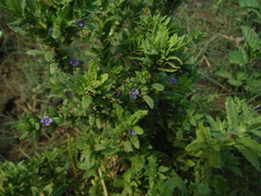 Stemodia maritima