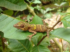 Pseudocalotes tympanistriga