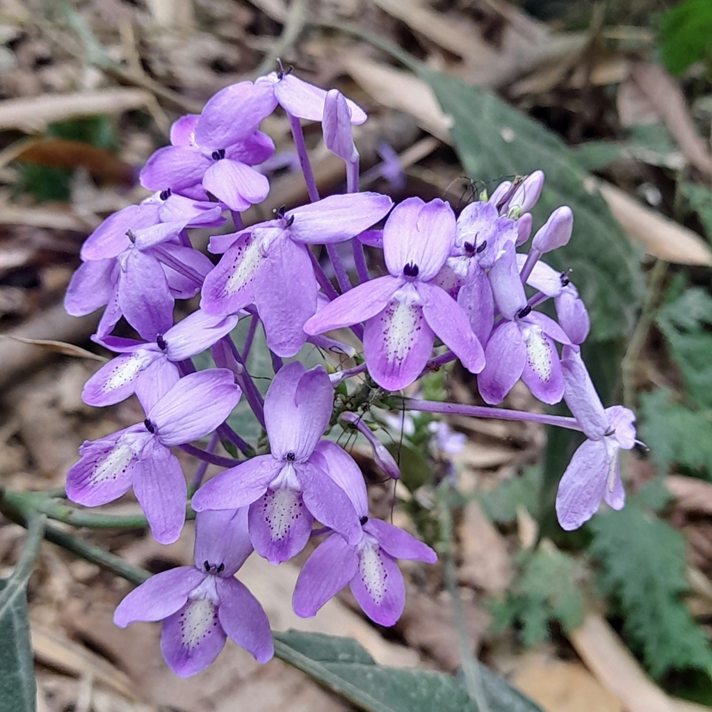 Xuân hoa mảnh – Pseuderanthemum graciliflorum