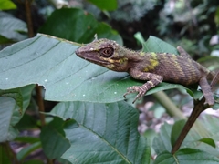 Pseudocalotes tympanistriga