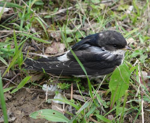 Avión común occidental (Delichon urbicum)