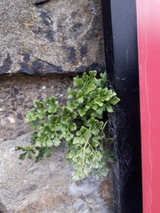Asplenium ruta-muraria