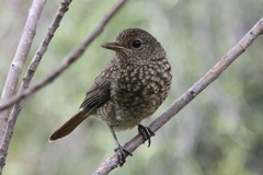 Forest Rock-Thrush photo 4