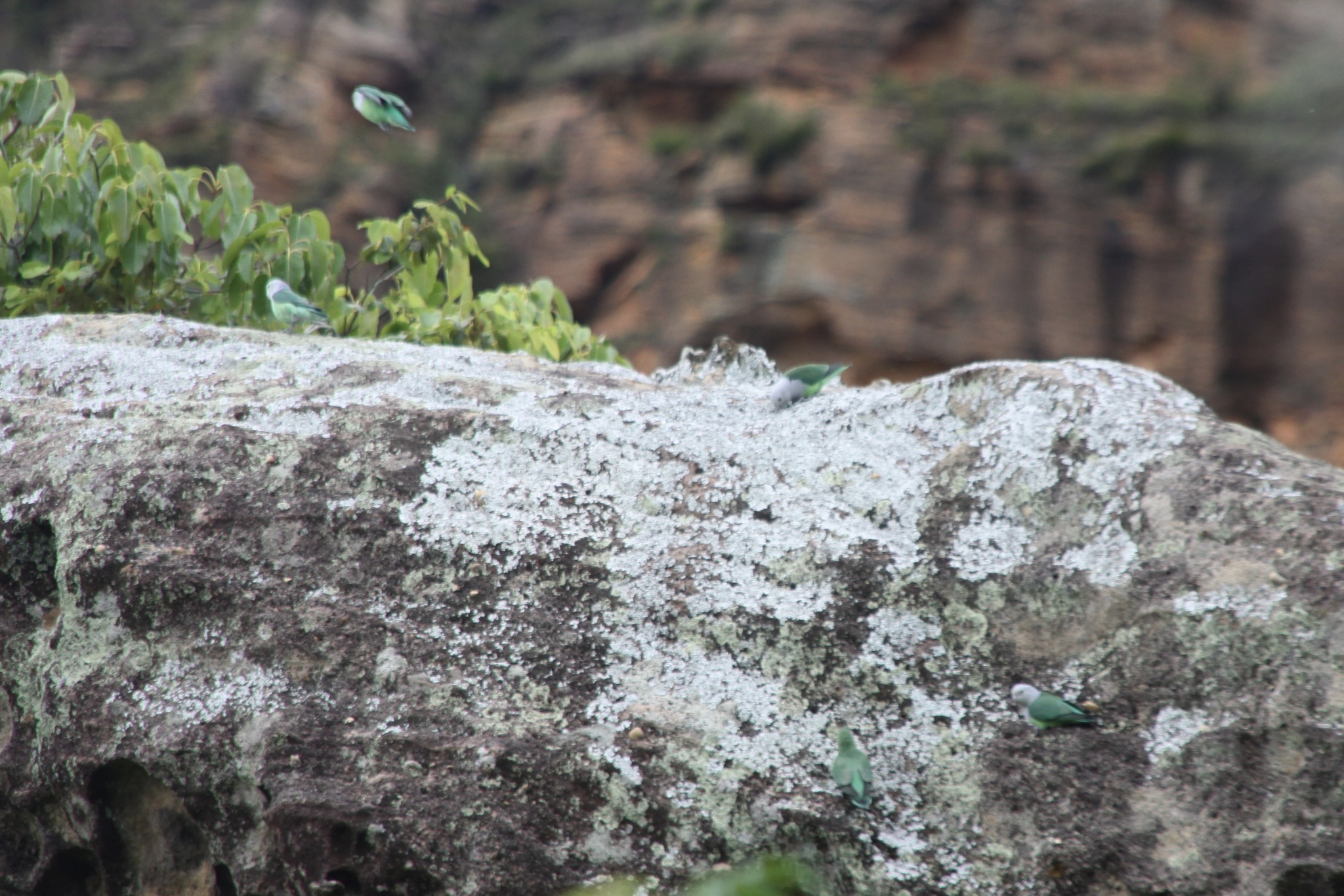 Grey-headed Lovebird (Agapornis canus), photo 2
