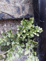 Asplenium ruta-muraria