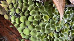 Salvinia cucullata, photograph (c) Павлик Лисицын, some rights reserved (CC BY)