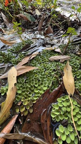 Salvinia cucullata, photograph 6