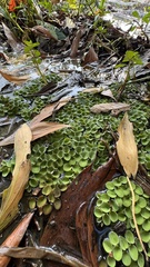 Salvinia cucullata, photograph (c) Павлик Лисицын, some rights reserved (CC BY)
