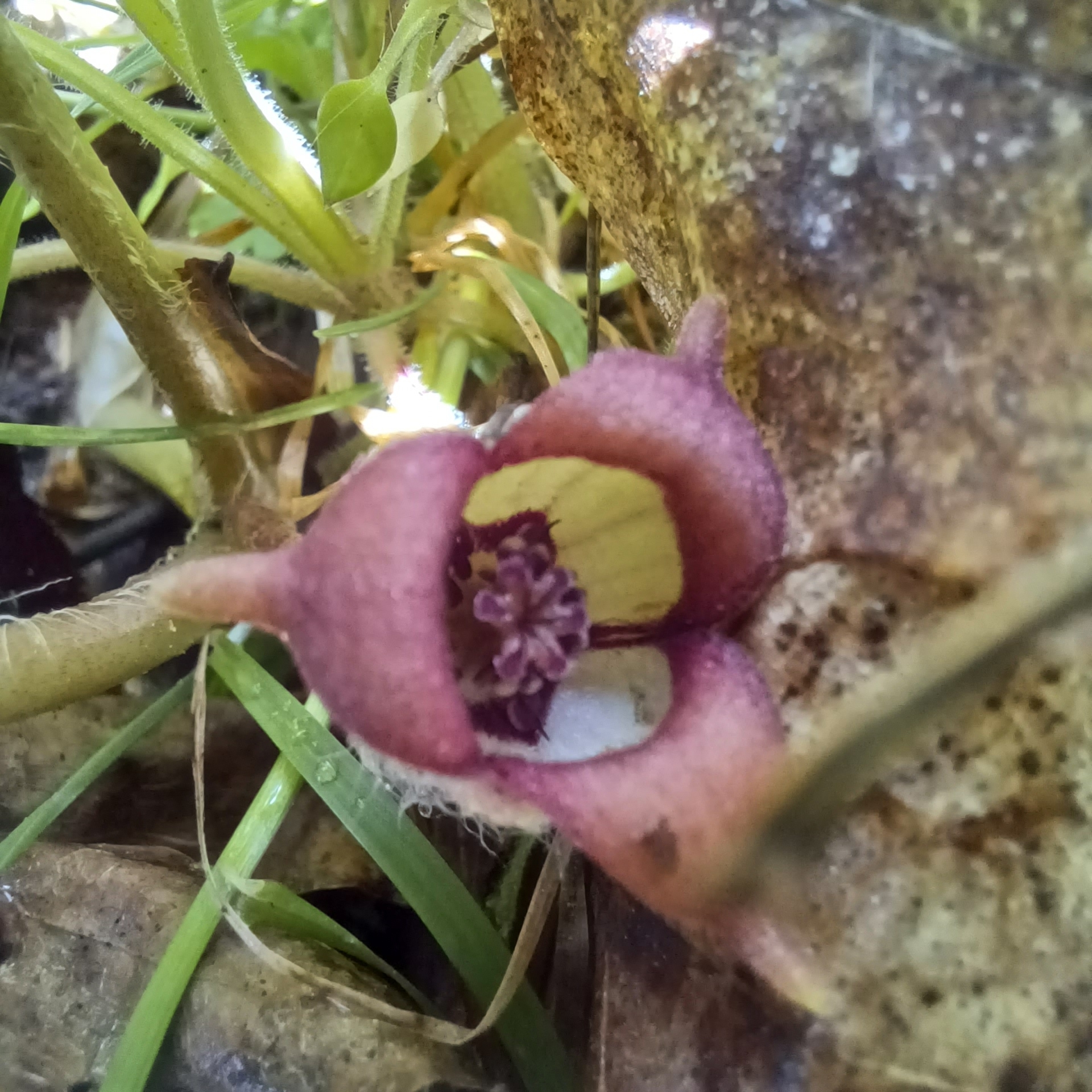 Imagem de Gengibre-selvagem