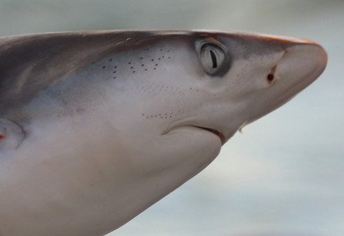 Blacknose Shark (Carcharhinus acronotus), a species recorded in South Carolina