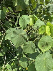 Golden pothos (Tanarius)