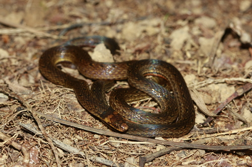 Photo of a Zidok's Ground Snake (Atractus zidoki)