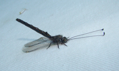 Ululodes quadripunctatus