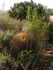 Ferocactus histrix