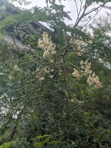 Moringa tree
