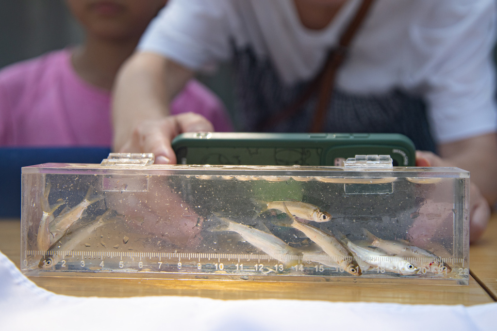 Smallscale mud carp (Plagiognathops microlepis) — Cyprinidae